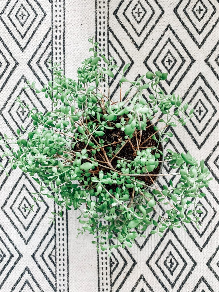 Green succulent on black & white geometric rug #succulentfreak || home design ideas 