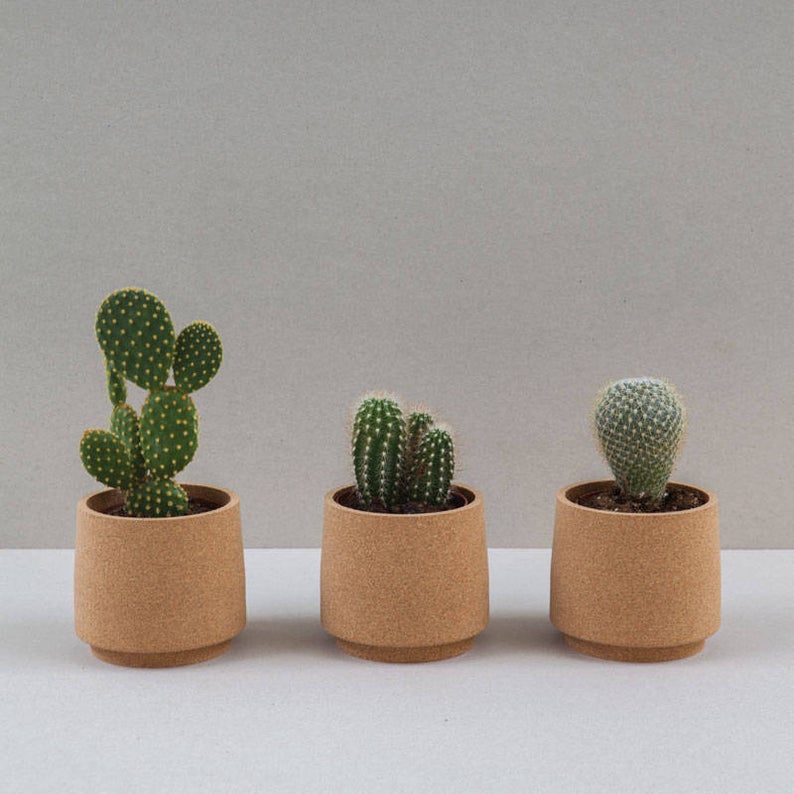 Three succulents in cork planters by MindtheCork on Etsy; support Black Owned Etsy shops and racial justice resources